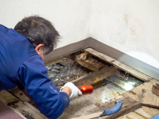 Best Bathroom Mold Remediation in Hartington, NE