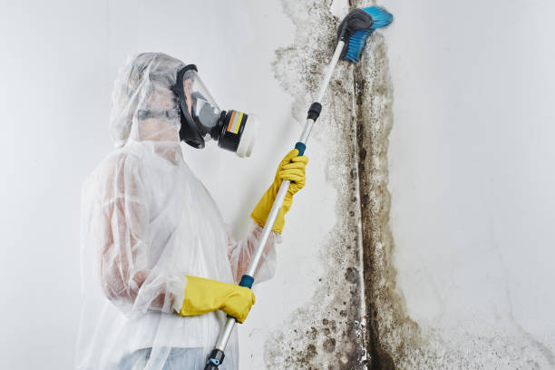 Best Crawl Space Mold Remediation in Hartington, NE
