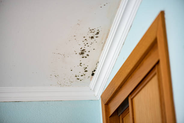 Trusted Hartington, NE Mold Remediation Experts