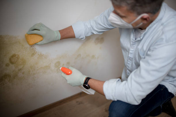 Best Residential Mold Remediation in Hartington, NE