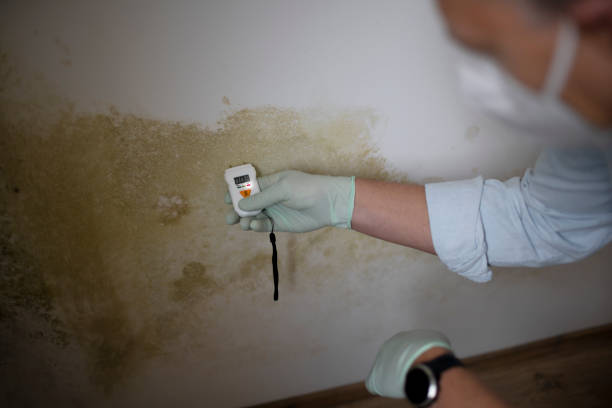 Best Commercial Mold Remediation in Hartington, NE