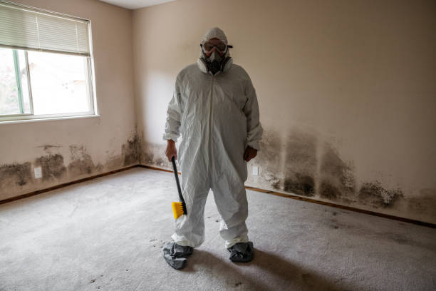 Best Black Mold Remediation in Hartington, NE