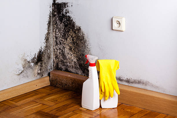 Best Preventive Mold Services in Hartington, NE